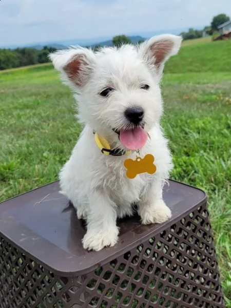 adorabili cuccioli  west highland terrier bianco  femminucce e maschietti disponibili