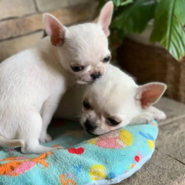 regalo cuccioli di chihuahua mini toy