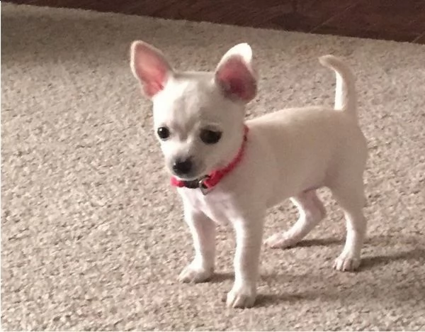 cuccioli di chihuahua maschio e femmina pronti a partire.