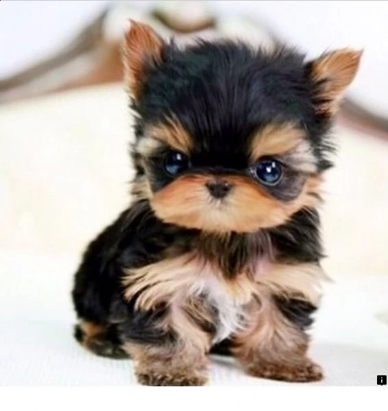 adorable yorkshire