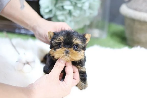 yorki for sale