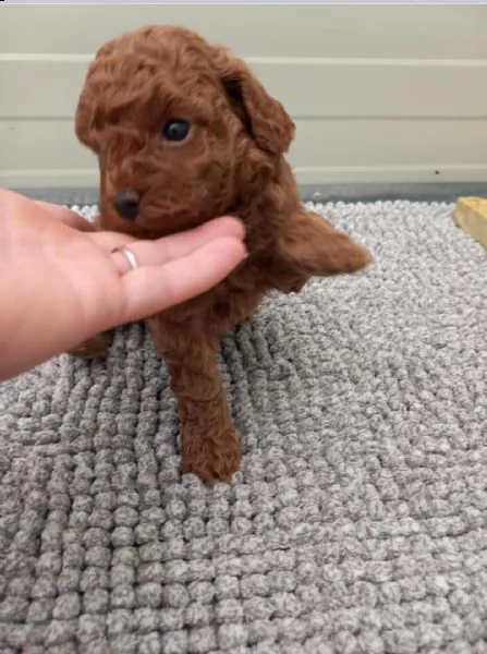 regalo barboncino 2 | Foto 0