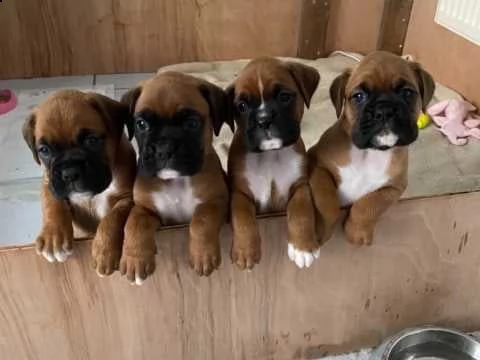 simpatici cuccioli di boxer | Foto 1