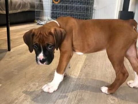 simpatici cuccioli di boxer | Foto 0