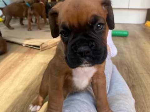 simpatici cuccioli di boxer