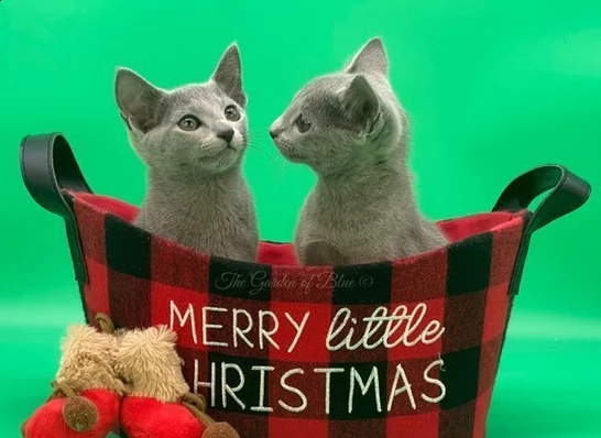 gatti di razza blu di russia