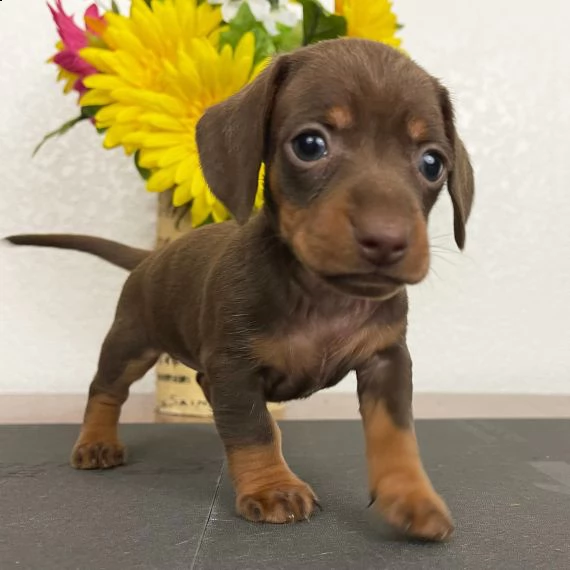 regalo adorabili cuccioli bassotto femminucce e maschietti,.,.