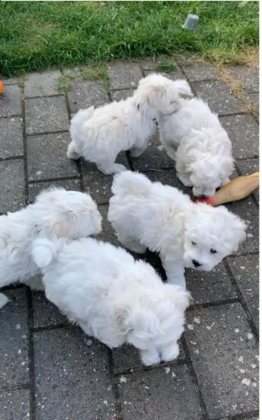 vendo cuccioli di maltese