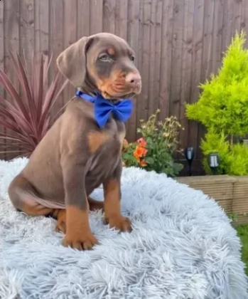 cuccioli di dobermann chocolate