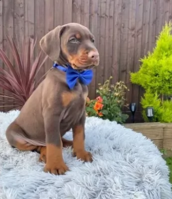 cuccioli dobermann ciocolato