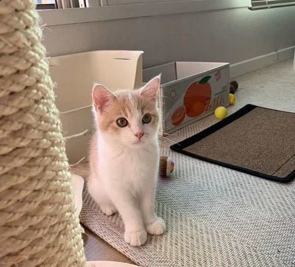 simpatici gattini british shorthair