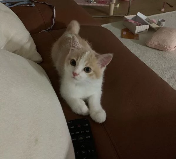 simpatici gattini british shorthair | Foto 0