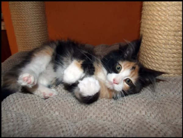 vendo bellissimi cuccioli di maine coon.