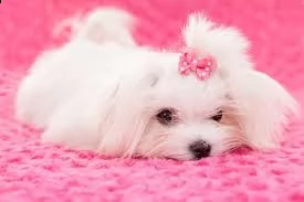 maltezer puppies te koop!