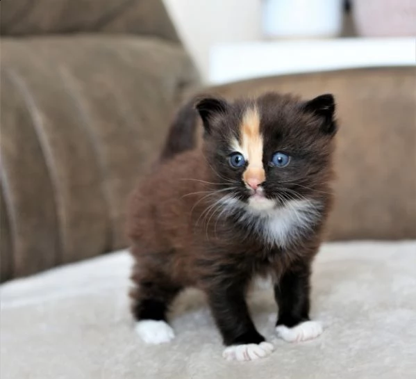 gattini delle foreste norvegesi