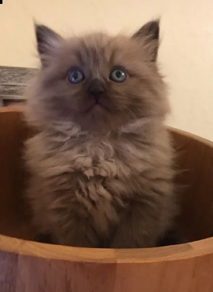 gattino ragamuffin in vendita.