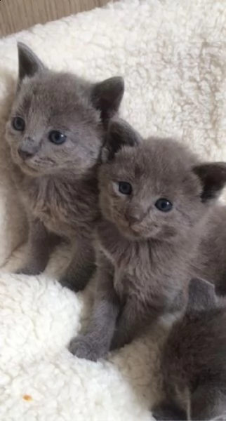 blues russo gattino in vendita.