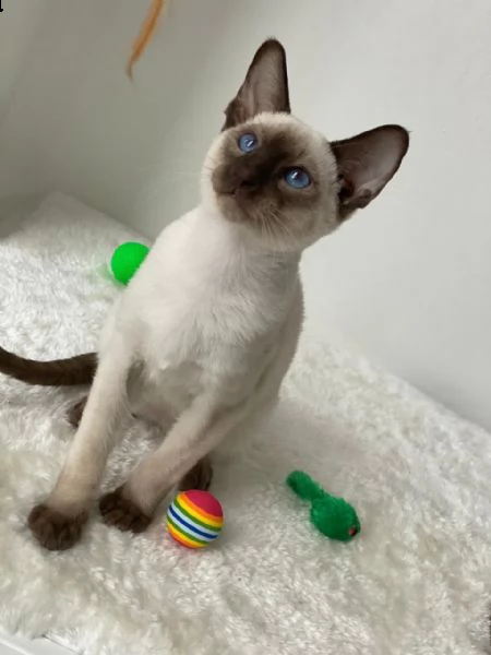 disponibili gattini siamesi di qualità