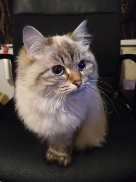 bellissimo gattino siberiano disponibile