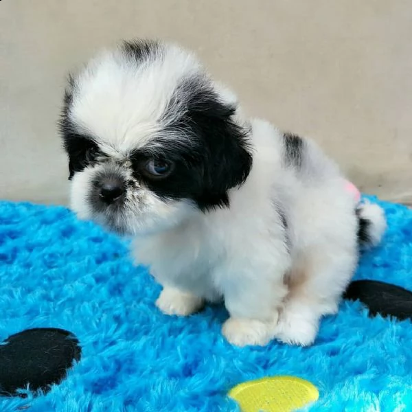 i cuccioli sono disponibili in loco ora