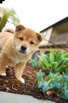 regalo akita inu cuccioli maschio e femmina disponibili cuccioli , ottima genealogia, caratteri sple