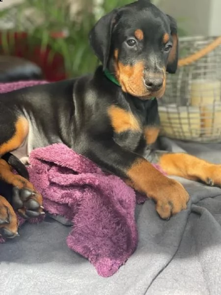 disponibili cuccioli di dobermann | Foto 2