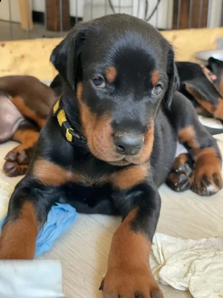 disponibili cuccioli di dobermann | Foto 0