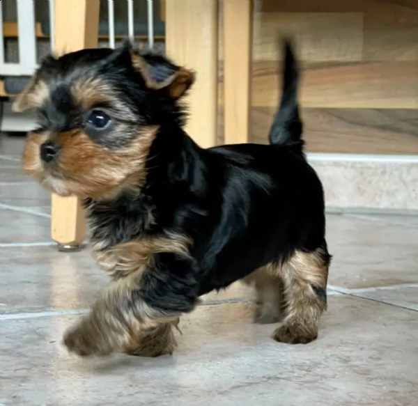 yorkshire terrier maschio femmina con pedigree | Foto 3
