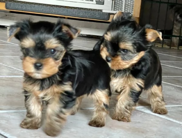 yorkshire terrier maschio femmina con pedigree