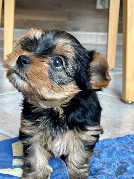yorkshire terrier maschio femmina con pedigree | Foto 1
