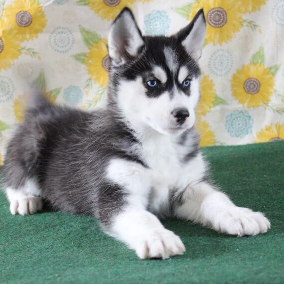 regarlo husky siberiano cuccioli bellissima cucciolata cerca nuova famiglia, 4 maschi e 3 femmina, 6