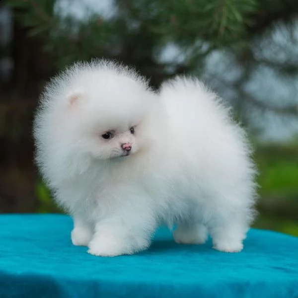 simpatici e adorabili pomerania (+393509706299)