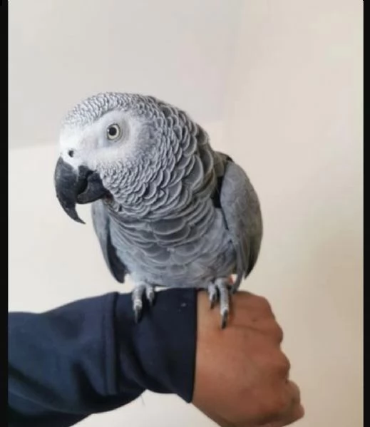 pappagalli cenerini in regalo,.,