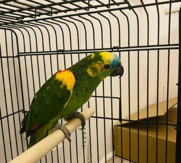 amazzoni pappagalli in adozione