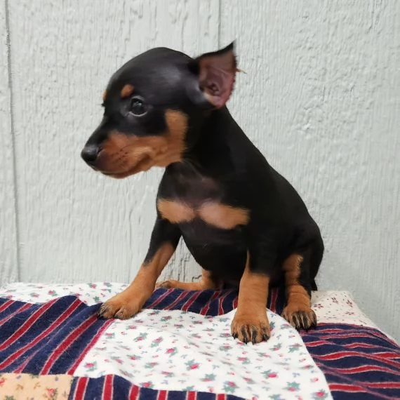 regalo cuccioli di pinscher,.,.,