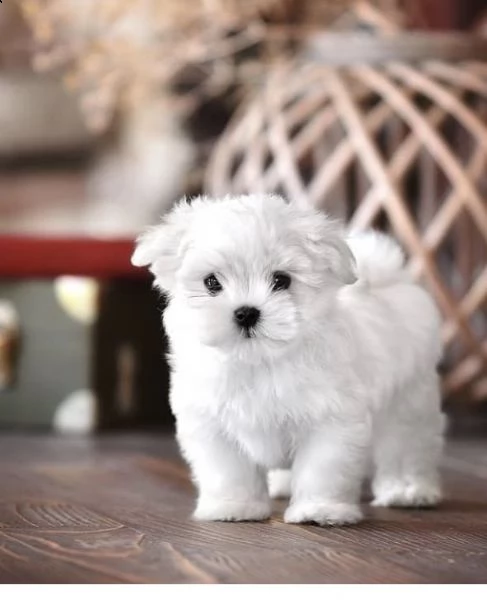 regalo  maltese mini toy))