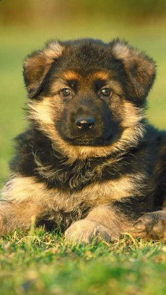 regalo cuccioli pastore tedesco cuccioli di pastore tedesco sono 3 femmine e 2 maschio. le foto sono