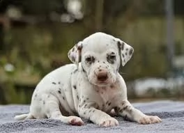 cuccioli di dalmata femminucce e maschietti disponibili . i cuccioli sono vaccinati sverminati cippa