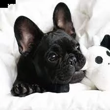  bulldog | Foto 0