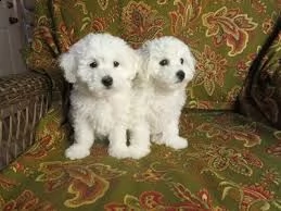 bichon
