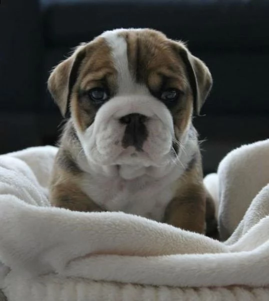 english bulldog