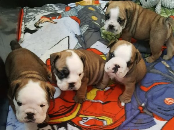 regalo bulldog inglese cuccioli disponibili,.,.