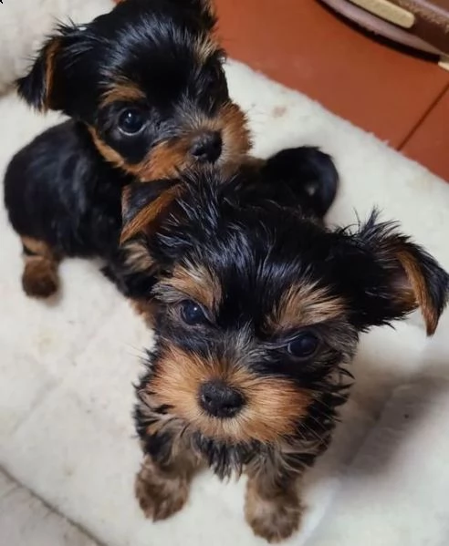 simpatici cuccioli di yorkie per natale
