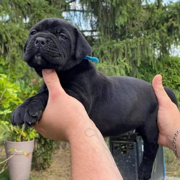 cane corso  | Foto 0
