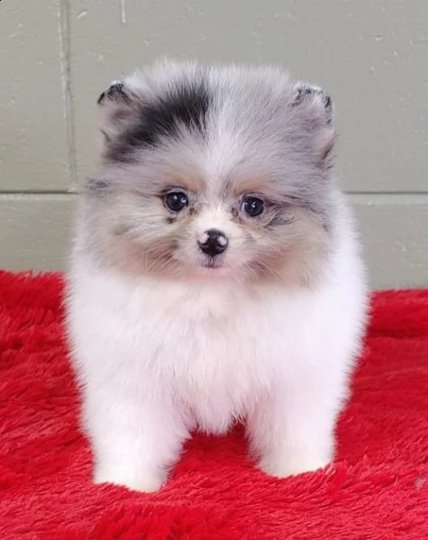 regalo pomerania cuccioli (maschio e femmina) 