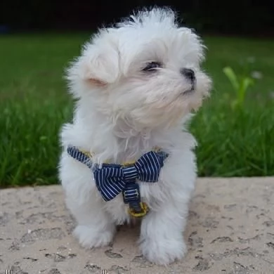 maltese toy regalo2