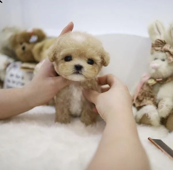 2regalo barboncino]]