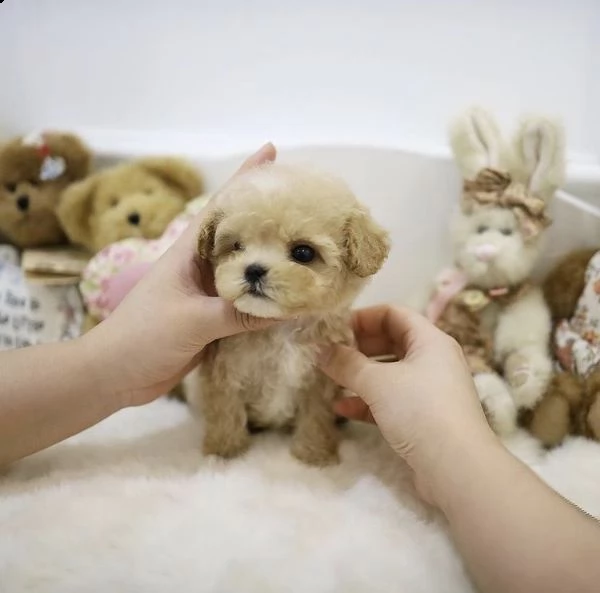 2regalo barboncino]] | Foto 0