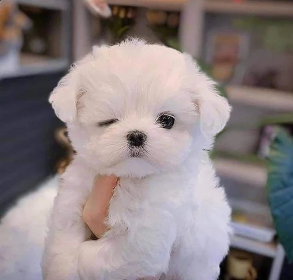 regalo  maltese mini toy]]