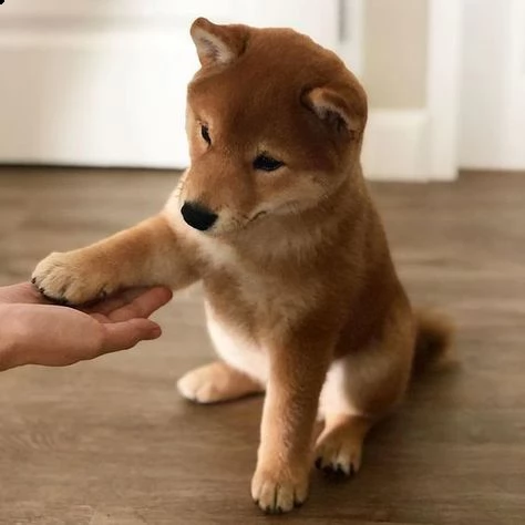 regalo cuccioli shiba inu cuccioli shiba inu maschio e femmina disponibile. tutti i documenti sono d